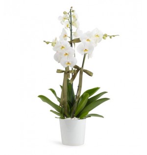 Orkide 3 Dal Beyaz