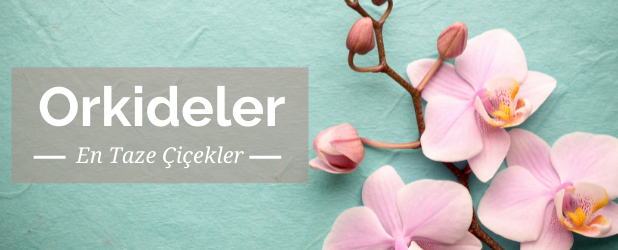 orkideler